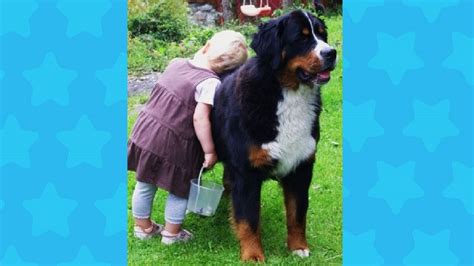 Are Bernese Mountain Dogs Good With Kids