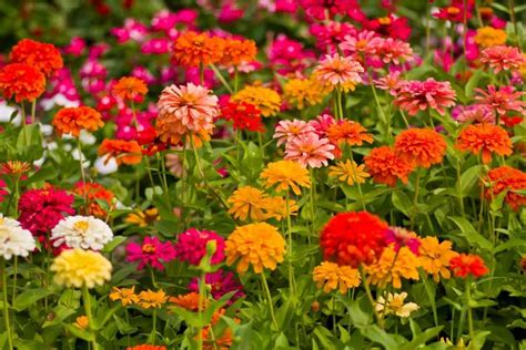 Zinnia Flower Meaning Explore Symbolism And Beauty In Blooms