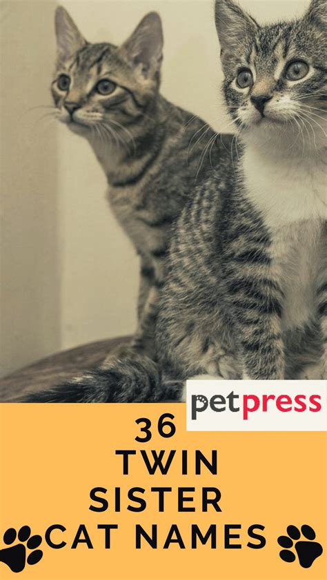 Top 36 Twin Sister Cat Names For Your Beautiful Cats