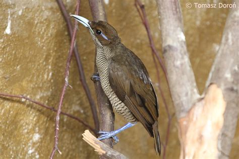 golden winged magnificent bird of paradise cicinnurus magnificus chrysopterus female october