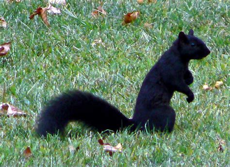 Kyle allen, alexandra shipp & madeline brewer to star 22 june 2021 | deadline. black (melanistic) eastern gray squirrel | Taken @ Niagara ...
