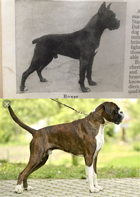 Are you willing to pay for multiple surgeries to fix your english bulldog's inevitable health issues? 1934 compared to recent. Over breeding health issues. Note ...