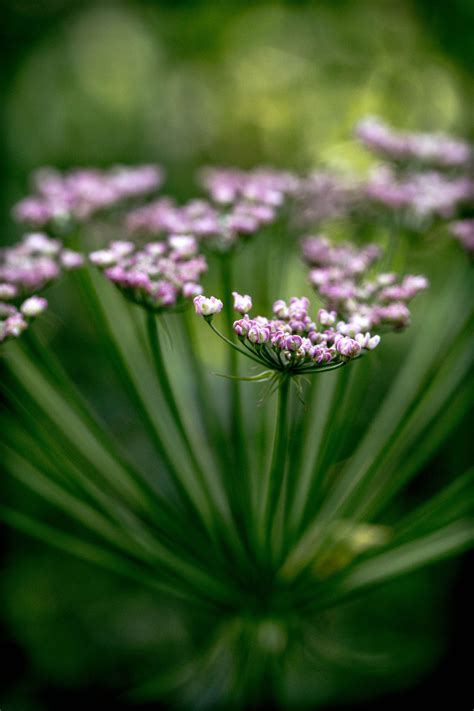 Umbellifers