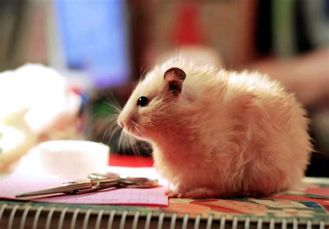 Profile View Of Young Female Syrian Hamster ~ Miu Miu Flickr
