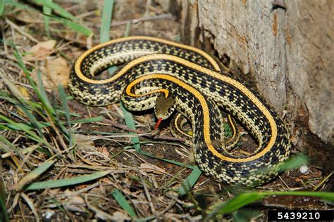 Western Plains Garter Snake Thamnophis Radix Haydeni