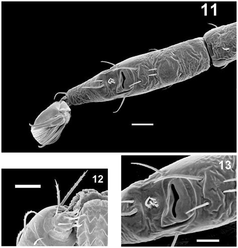 Description Of The Larva Of Amblyomma Ovale Koch 1844 Acari Ixodidae