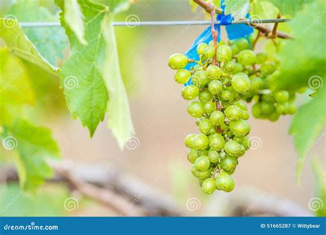 Branch Young Grapes On Vine In Vineyard Stock Image Image Of Outdoor