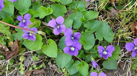 Frogfruit is a fast growing groundcover with white and purple flowers. Wild Violets and Ground Ivy - The Organic Turf Company