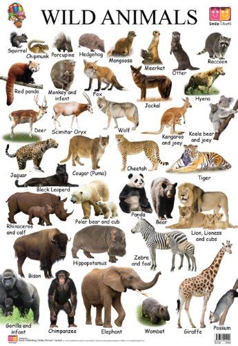 Newest Animal Chart With Pictures And Names You Must Know Animal Care