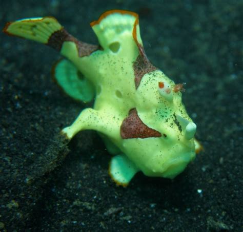Frogfish Anglerfish Antennariidae Feeding Behavior Of The
