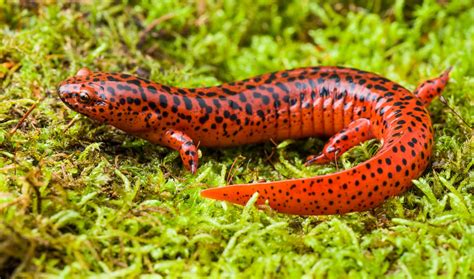 Species Spotlight Northern Red Salamander Mohonk Preserve Medium