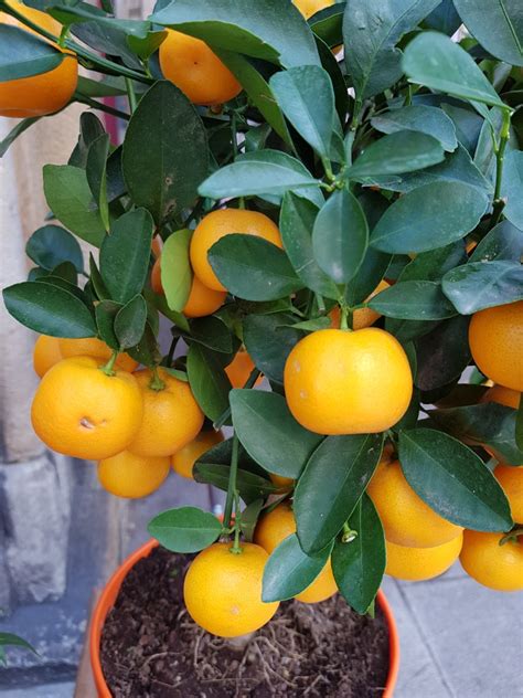 Indoor Orange Tree Top Growing And Care Tips
