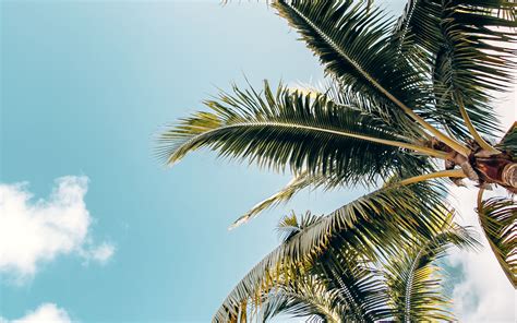 Download Wallpaper 3840x2400 Palm Trees Crowns Branches Leaves Sky