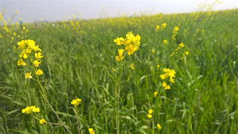 Free Stock Photo Of Mustard Flower