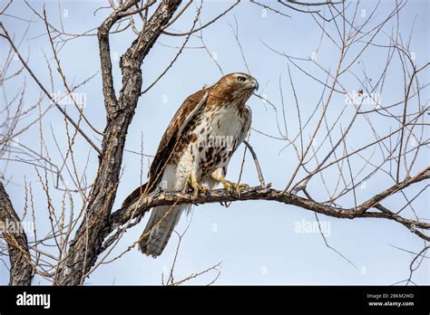 Juvenile Red Tailed Hawk Buteo Jamaicensis Perched In Tree Colorado