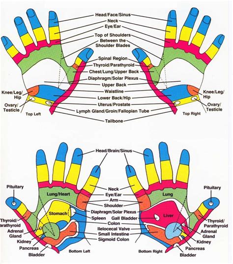 Reflexology Of Foot Hand Ear Reflexology To Be Offered Anywhere