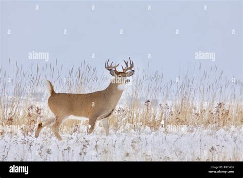 Whitetail Deer Snow Hi Res Stock Photography And Images Alamy