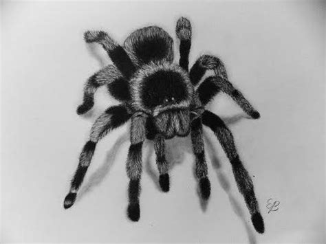 Start drawing a line above the oval. How to Draw a Spider with Pencil Step by Step - for ...