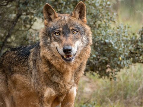 Iberian Wolf Portrait High Quality Animal Stock Photos ~ Creative Market
