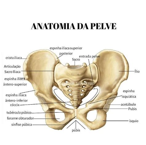 Pin De Virginia Lazzarini Em Anatomia Anatomia Dos Ossos Material De