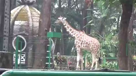 Ragunan Zoo Kebun Binatang Ragunan Jakarta Youtube