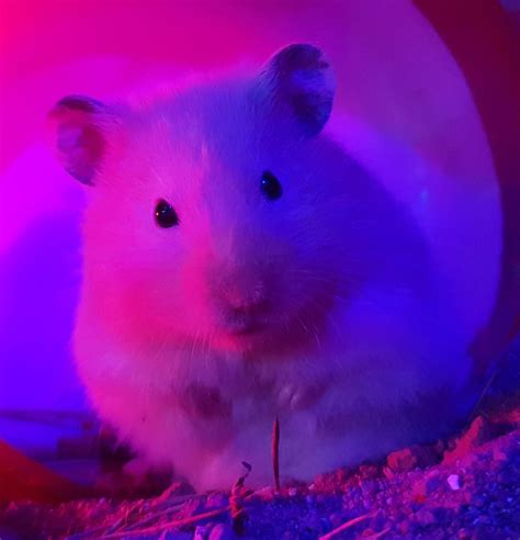 Neon Hamster Hamsters