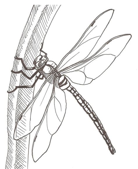 How To Draw A Dragonfly Worksheet Draw To Learn Dragonfly Drawing