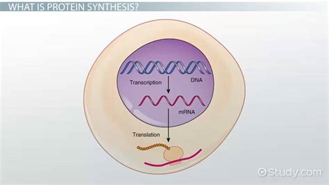 It delivers dna's instructions for making proteins. What Is the Role of RNA in Protein Synthesis? - Video ...
