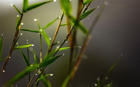 427161 Green Background Minimalism Bamboo Artwork Plants Simple