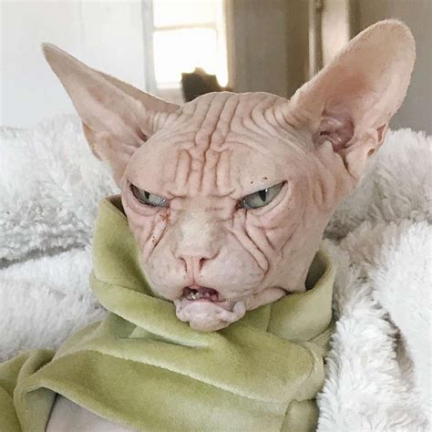 Scowling Sphynx Cat Loki Might Be The Grumpiest Feline On Instagram