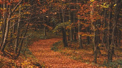 Download Wallpaper 2560x1440 Autumn Forest Trail Leaves Fallen