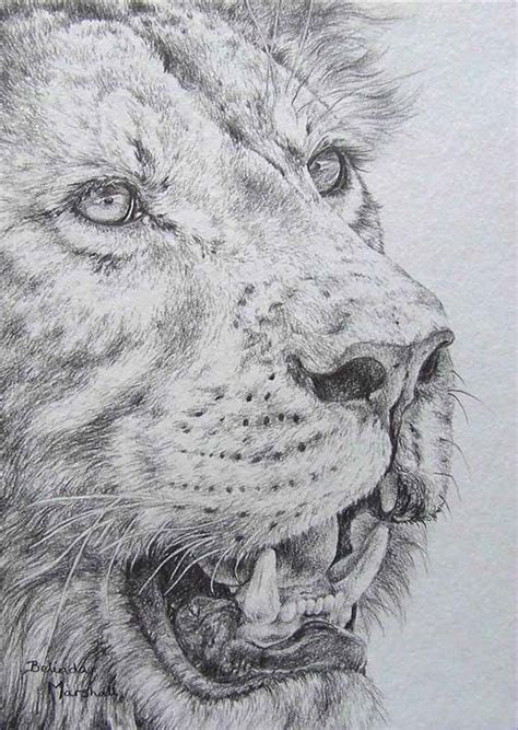 Pencil drawing artwork print of a lion by uk artist gary tymon. Lion Pencil Drawing: Original Graphite Pencil Drawing