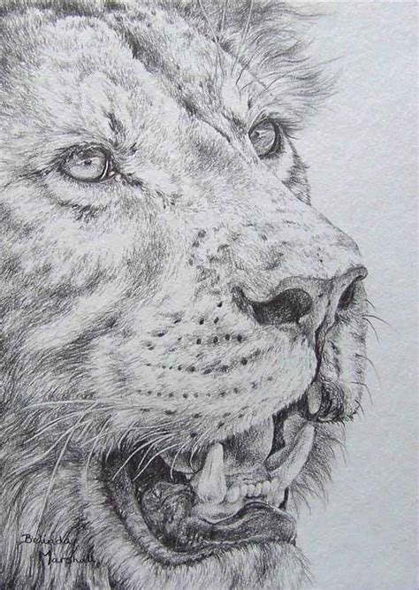 Lion Pencil Drawing: Original Graphite Pencil Drawing