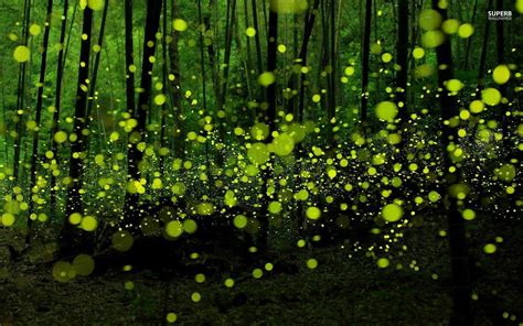 Sea Fireflies Hd Wallpaper