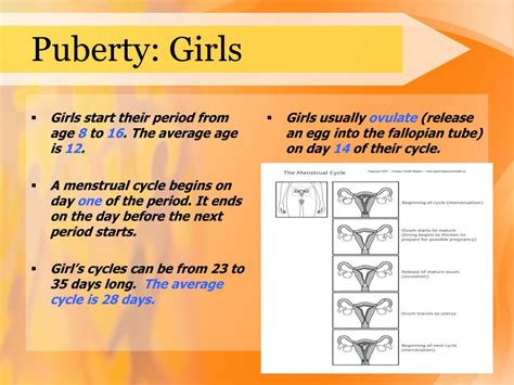 Ppt Puberty Powerpoint Presentation Free Download Id6964031