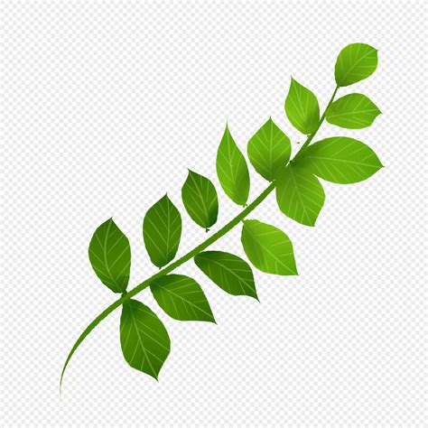 Desenhos De Folhas Verdes