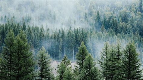 Download Wallpaper 1366x768 Forest Trees Fog Tops Spruce Pine Tablet Laptop Hd Background