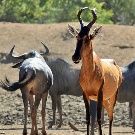 Namibia Wildlife Large Antelope
