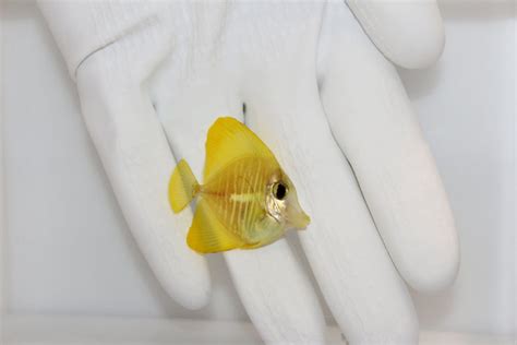 Yellow Tang Captive Bred Biota Saltwater Fish And Coralstsm Aquatics