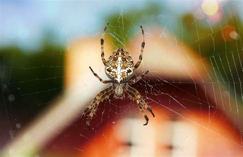 What Attracts Spiders In The House Gunter Pest Control Kansas City