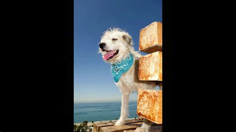 Puppy Boot Camp Los Angeles / DOG PRODIGY - Best Dog Training Los