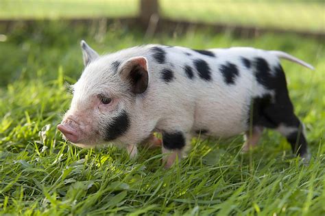 10 Consejos Para Tener Un Cerdo Vietnamita En Casa