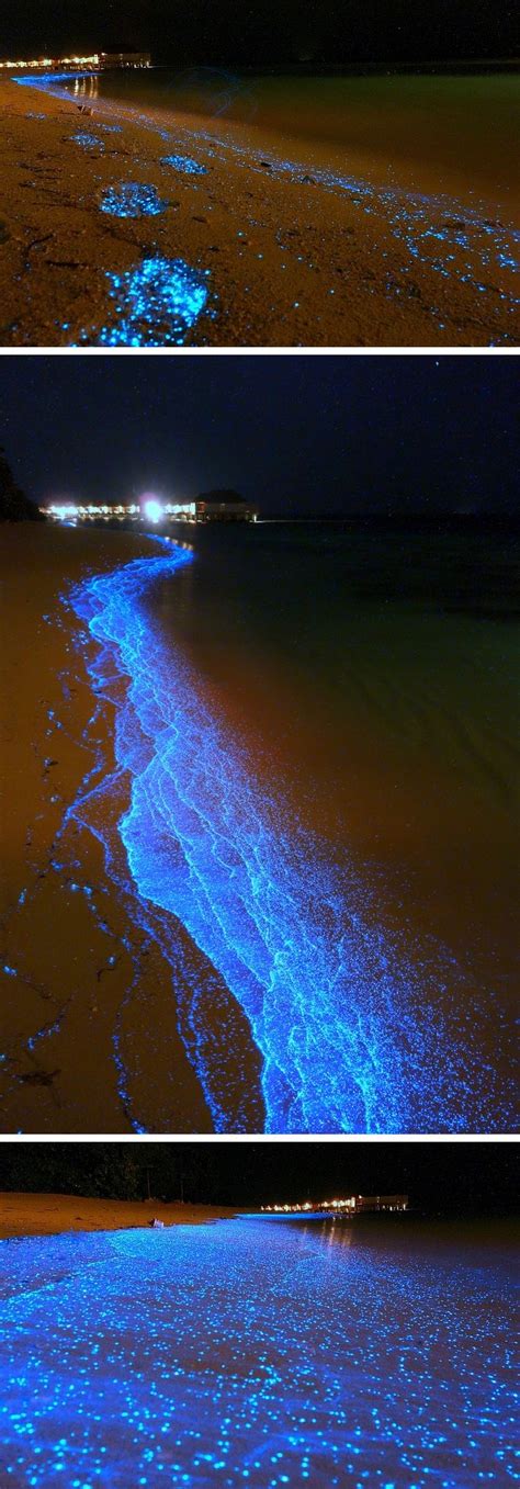 An Ocean Of Stars ~ A Maldives Beach Awash In Bioluminescent