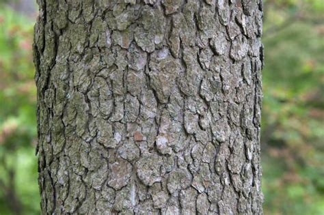 Flowering Dogwood Bark Clippix Etc Educational Photos For Students