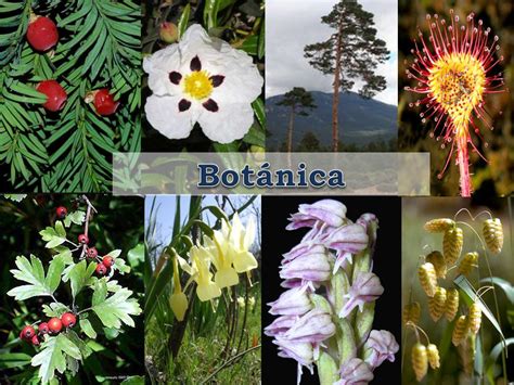 Botánica Ppt Descargar