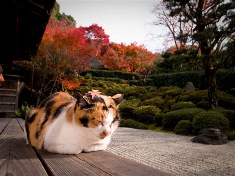 Japan Cat Wallpapers Top Free Japan Cat Backgrounds Wallpaperaccess