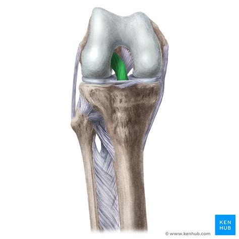 Anterior Cruciate Ligament Anatomy And Function Kenhub