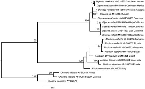 Phylogenetic Tree Estimated With Maximum Likelihood Analysis Of Rbcl