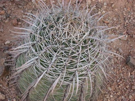 Photo Of The Thorns Spines Prickles Or Teeth Of Barrel Cactus