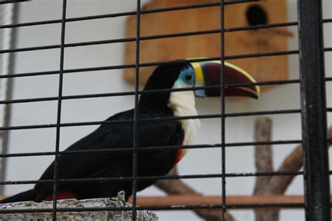 Filetoucan Wikipedia